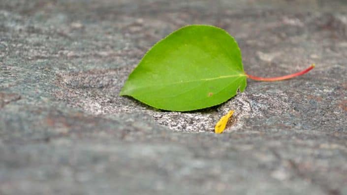 A green leaf laying on the ground next to a cigarette.