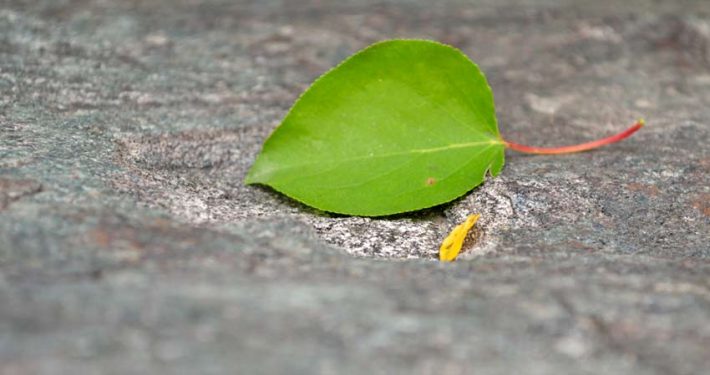 A green leaf laying on the ground next to a cigarette.