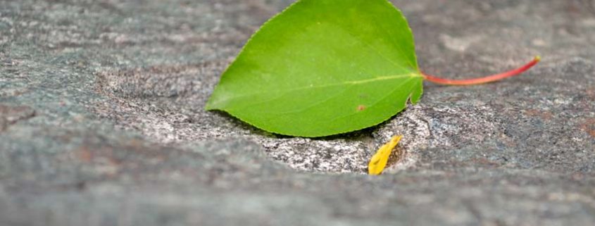 A green leaf laying on the ground next to a cigarette.