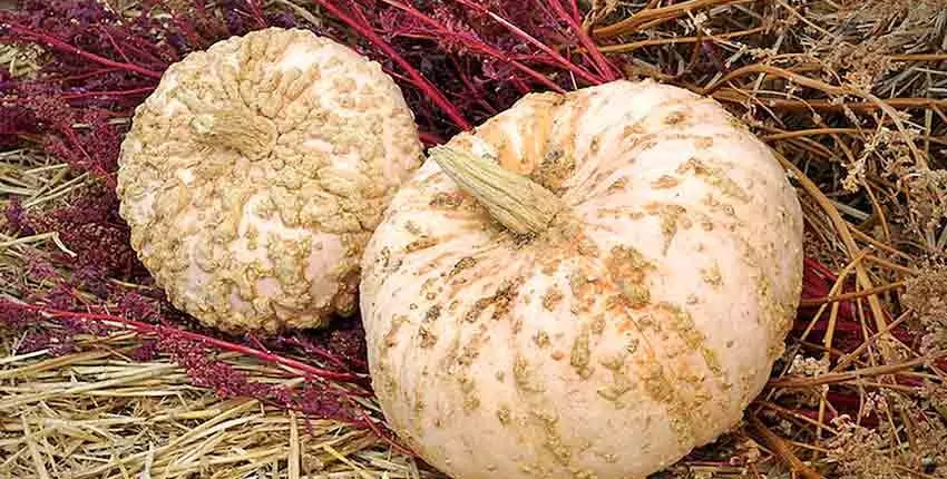 Two pumpkins sitting on top of hay.