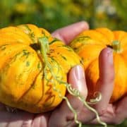 A person holding some small pumpkins in their hands