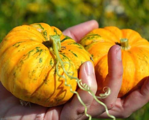 A person holding some small pumpkins in their hands