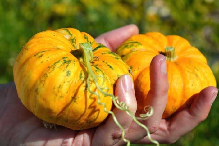 A person holding some small pumpkins in their hands