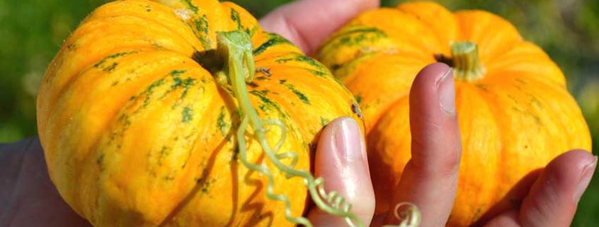 A person holding some small pumpkins in their hands