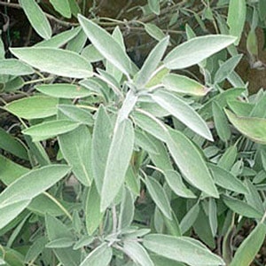 Common sage