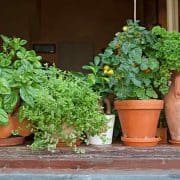 A group of potted plants sitting on top of a wooden ledge.