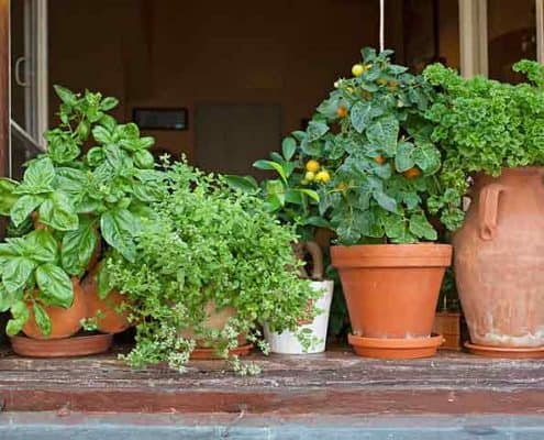 indoor herbs