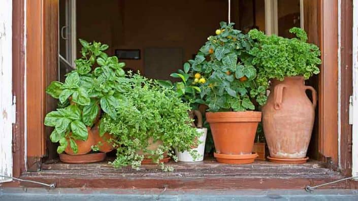 A group of potted plants sitting on top of a wooden ledge.