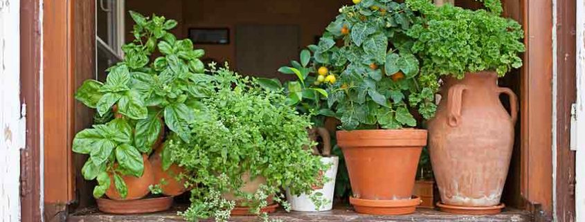 indoor herbs