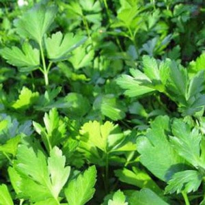 Flat leaf parsley