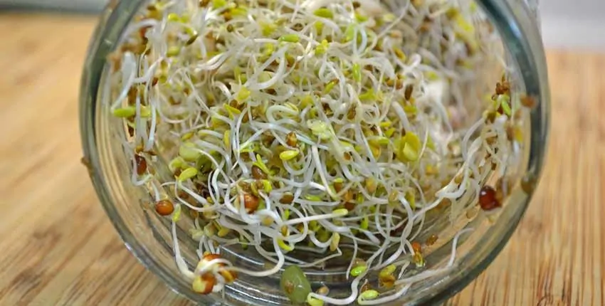 A roll of shredded cheese is wrapped in plastic.