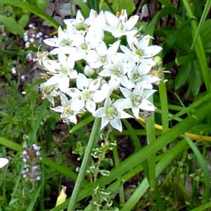 Garlic chives blossom