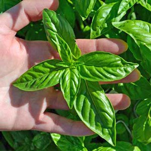 Genovese basil