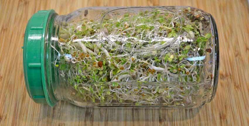 A plastic container filled with lots of green plants.