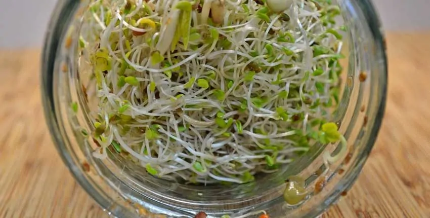 A plastic container filled with lots of green plants.