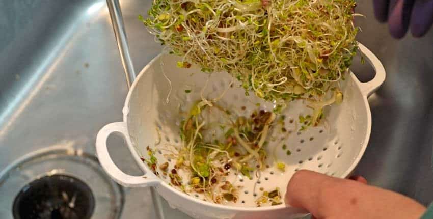 A person is holding a strainer with sprouts in it.