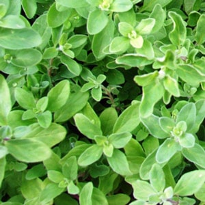 Sweet marjoram