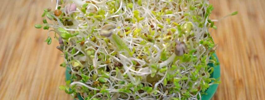 A bowl of sprouts on top of a wooden table.