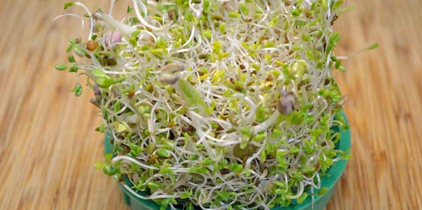 A bowl of sprouts on top of a wooden table.