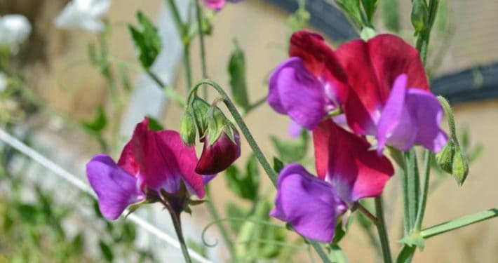 A close up of purple flowers with green stems