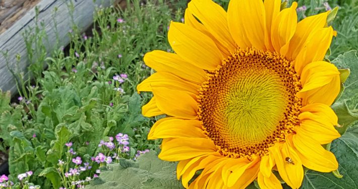 A large yellow sunflower in the middle of some grass.