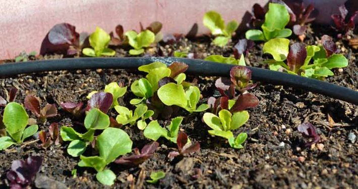 A close up of some plants in the dirt