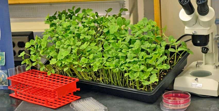 A tray of green plants on top of a table.