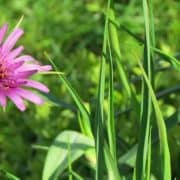 A pink flower and green grass in the middle of a field.