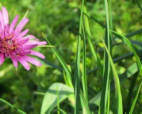 A pink flower and green grass in the middle of a field.