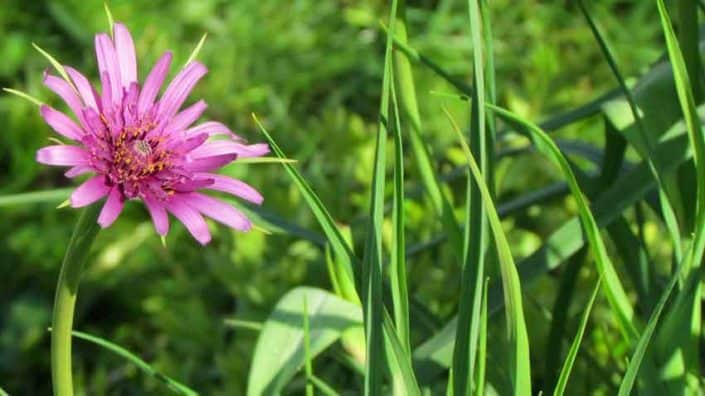 A pink flower and green grass in the middle of a field.