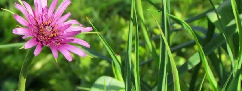 A pink flower and green grass in the middle of a field.