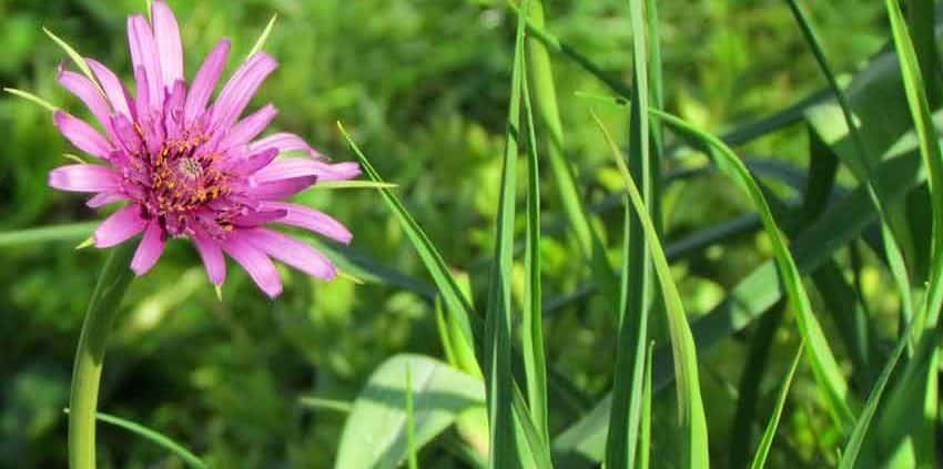 A pink flower and green grass in the middle of a field.