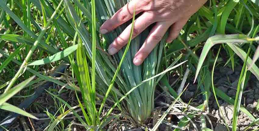 A person touching the grass in the dirt.