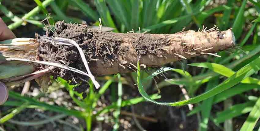 A close up of the roots of a plant