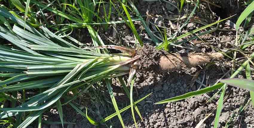 A close up of the roots of a plant