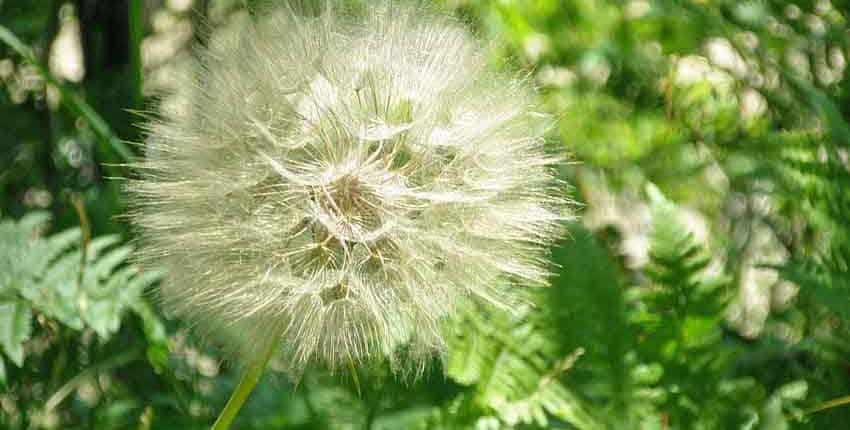 A dandelion is shown in the grass.