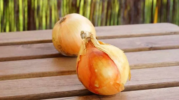 Two onions are sitting on a table outside.