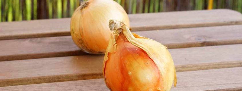 Two onions are sitting on a table outside.