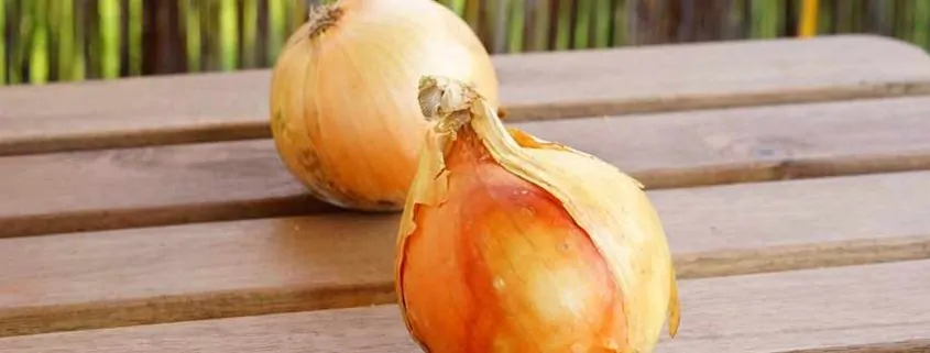 Two onions are sitting on a table outside.