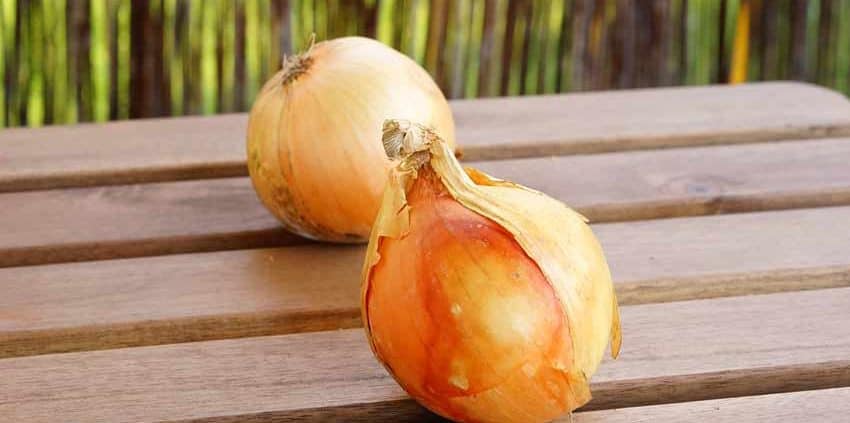 Two onions are sitting on a table outside.