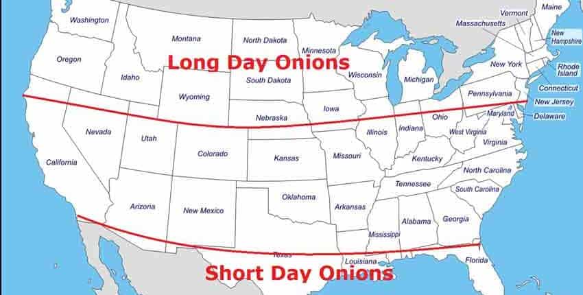 A map of the united states with long day onions and short day onions.