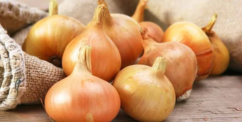 A bunch of onions are sitting on the table