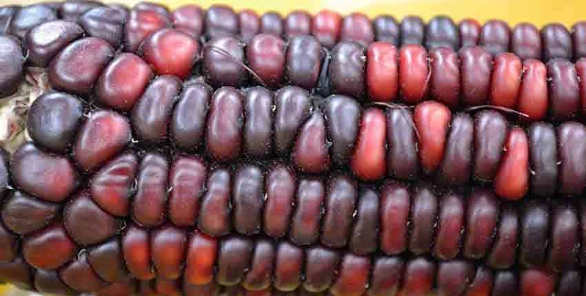 A close up of the red and black corn.