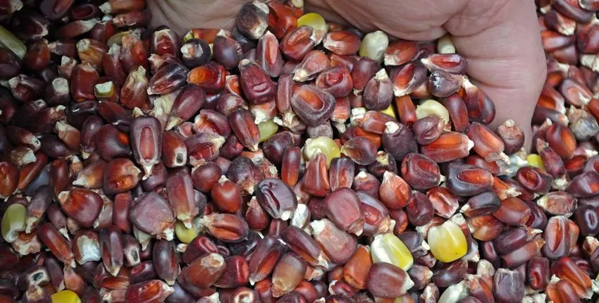 A close up of the red and black corn.