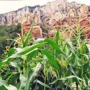 A field of green grass and flowers with mountains in the background.