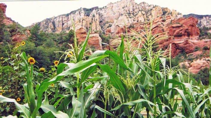 A field of green grass and flowers with mountains in the background.