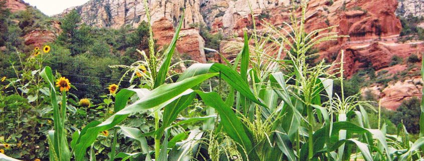 A field of green grass and flowers with mountains in the background.