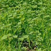 A close up of some green plants in the grass