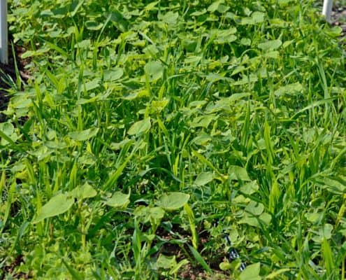 A close up of some green plants in the grass