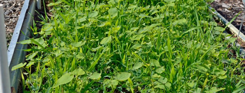 A close up of some green plants in the grass